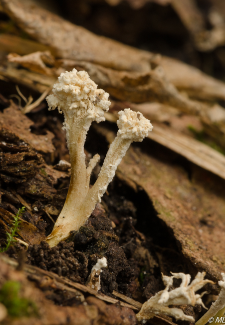 welke schimmel of zwam?